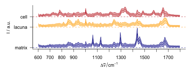 The cluster mean $\pm$ 1 standard deviation spectra.
The blue cluster shows distinct lipid bands, the yellow cluster collagen, and the red cluster proteins and nucleic acids.